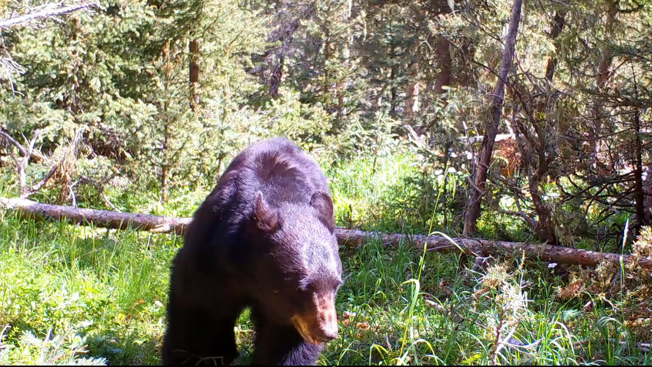 July Bear – Video